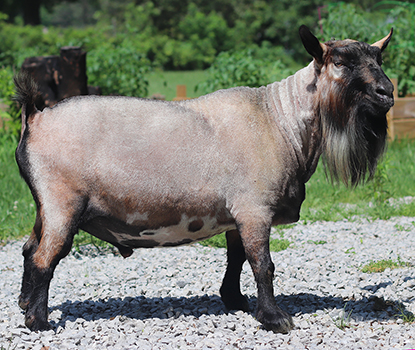 FeatherNScale Tart Elk